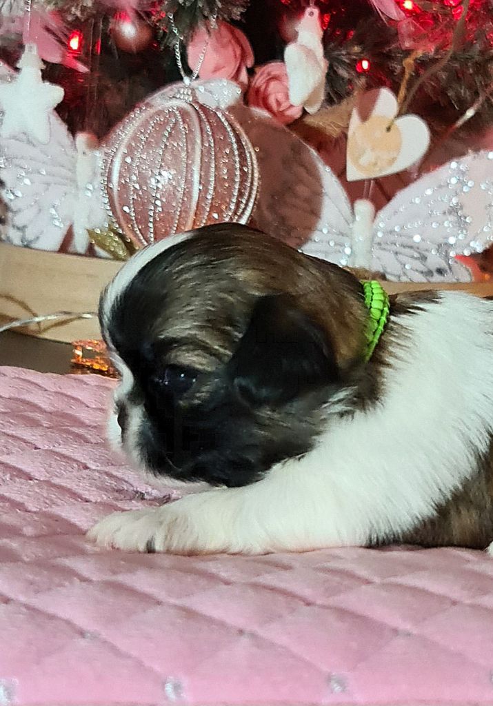 of ai huong lan's Dreams - Chiot disponible  - Shih Tzu