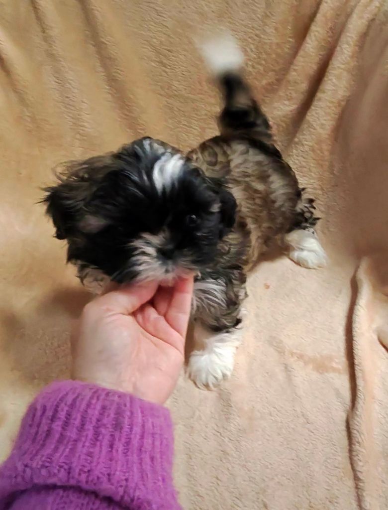 of ai huong lan's Dreams - Chiot disponible  - Shih Tzu