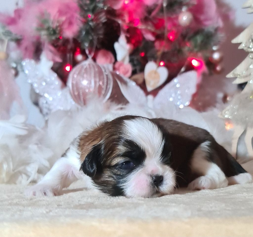 chiot Shih Tzu of ai huong lan's Dreams