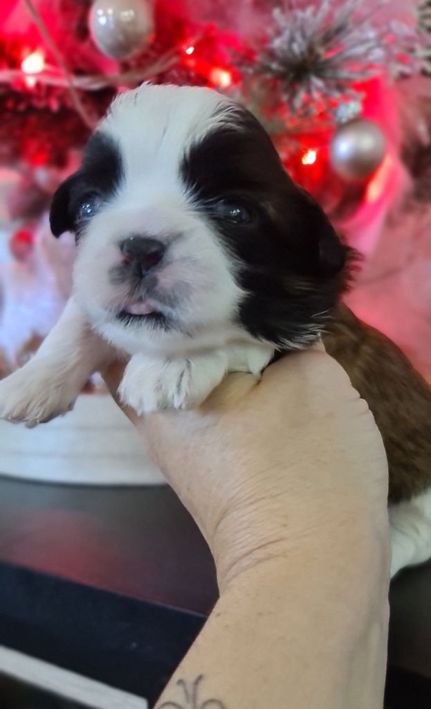 of ai huong lan's Dreams - Chiot disponible  - Shih Tzu