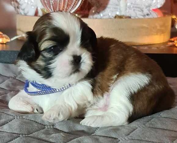 of ai huong lan's Dreams - Chiot disponible  - Shih Tzu