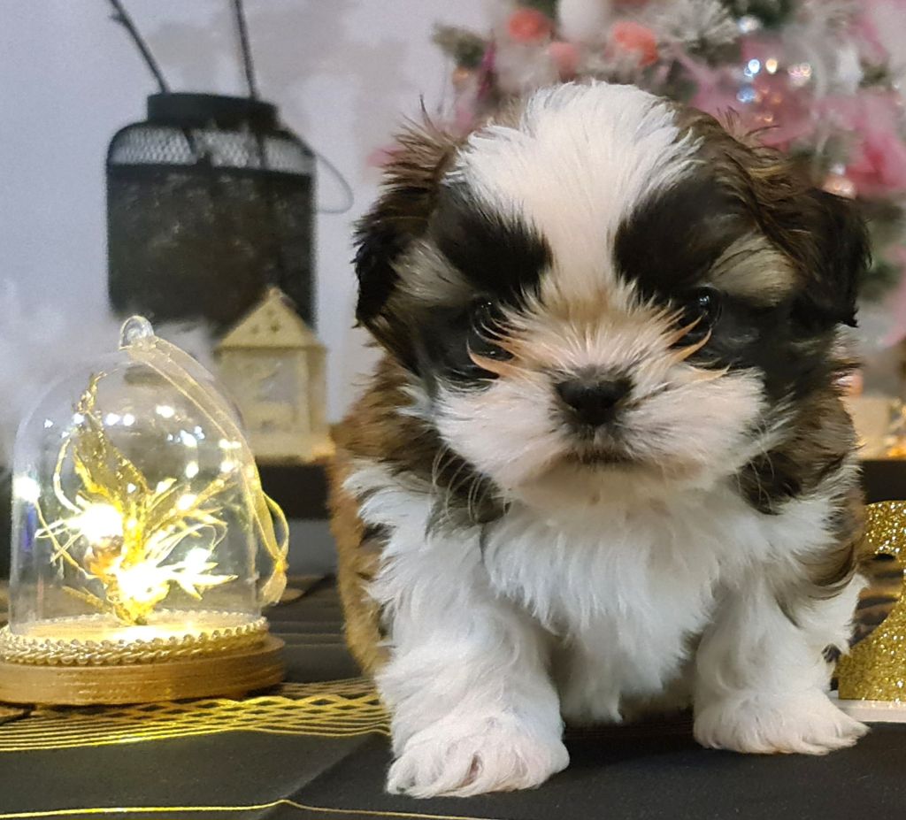 chiot Shih Tzu of ai huong lan's Dreams