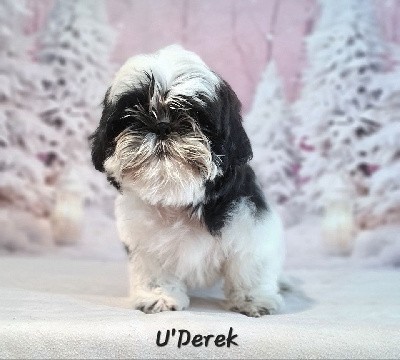 U'Derek, très joli mâle noir et blanc 