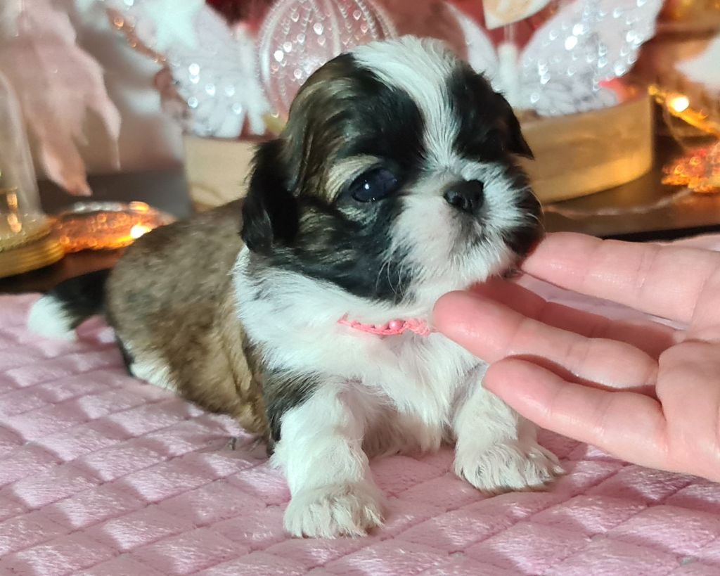 of ai huong lan's Dreams - Chiot disponible  - Shih Tzu