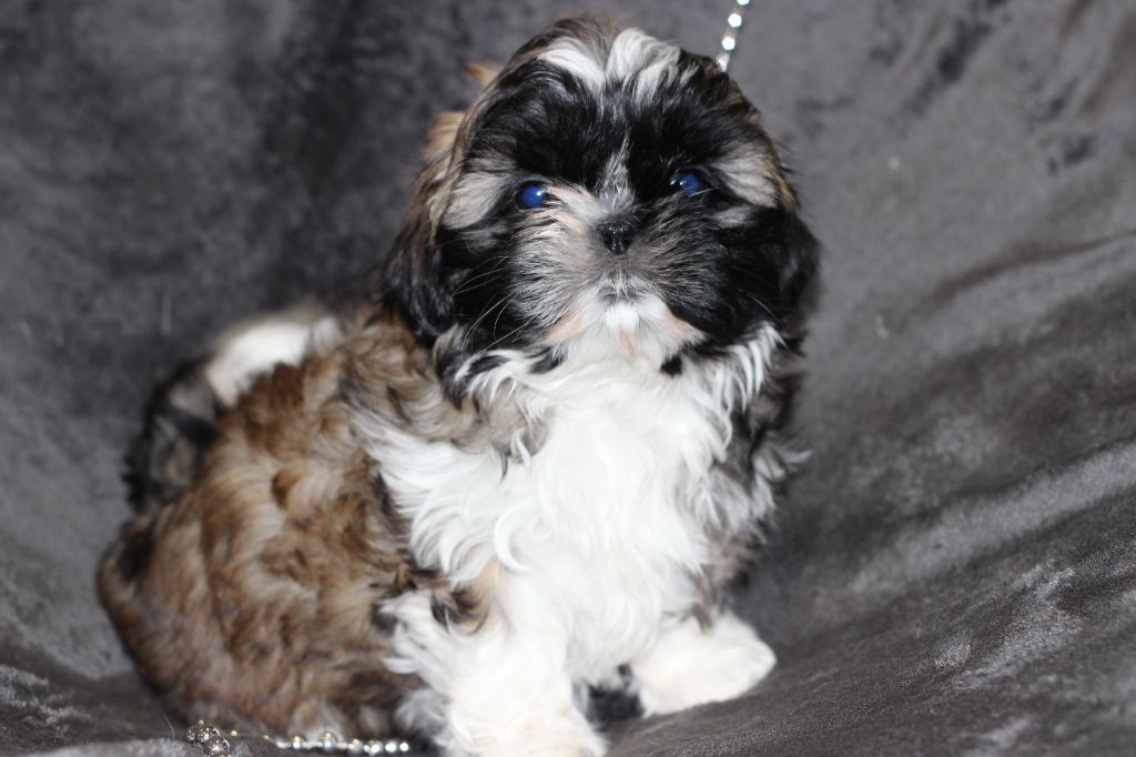 of ai huong lan's Dreams - Chiot disponible  - Shih Tzu