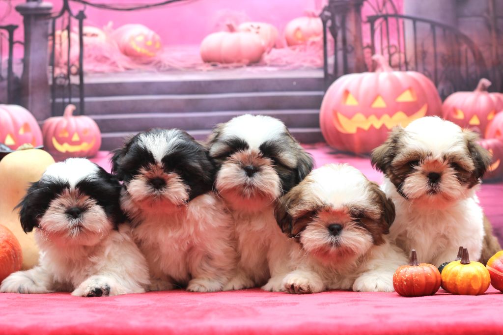 chiot Shih Tzu of ai huong lan's Dreams