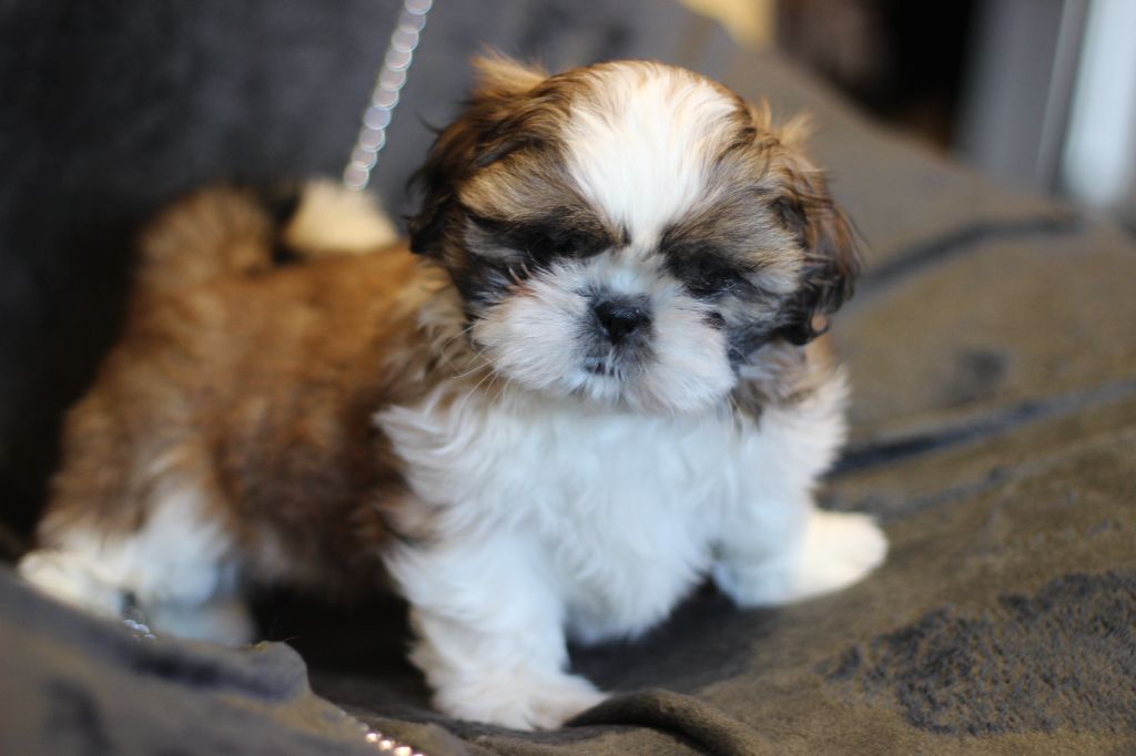 of ai huong lan's Dreams - Chiot disponible  - Shih Tzu