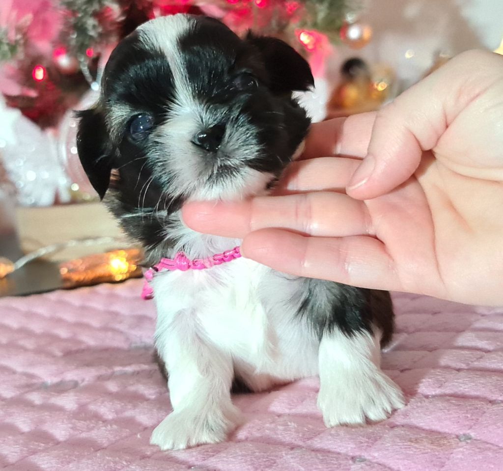 of ai huong lan's Dreams - Chiot disponible  - Shih Tzu