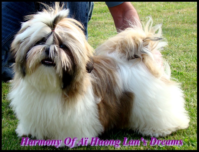 Harmony of ai huong lan's Dreams