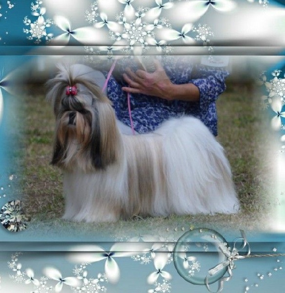 CH. Lenwë of ai huong lan's Dreams