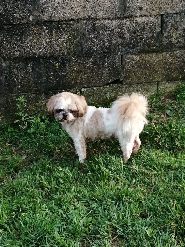 Jyotishandra ( dit jasper) of ai huong lan's Dreams