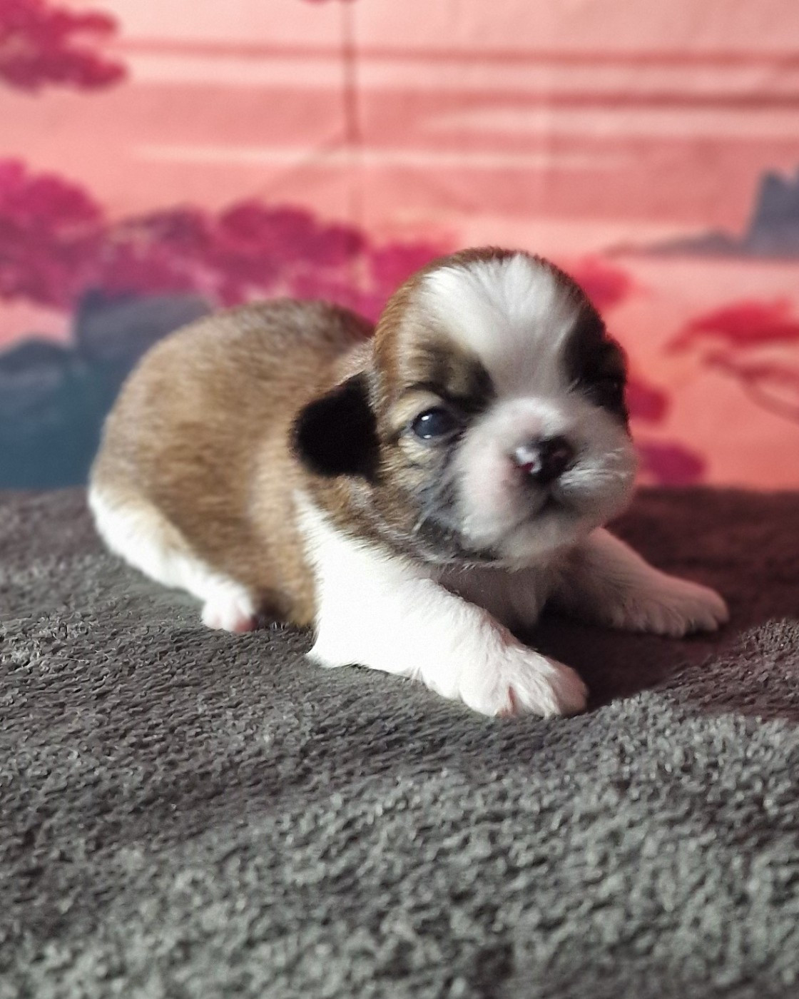 Un petit chien d exception pour une grande histoire à venir.