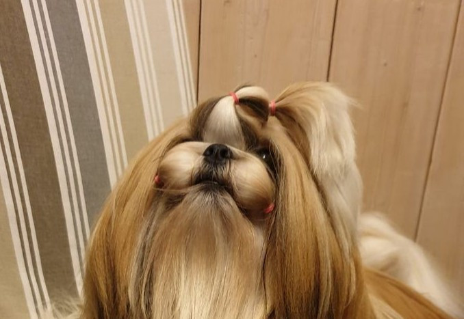 Un petit chien d exception pour une grande histoire à venir.