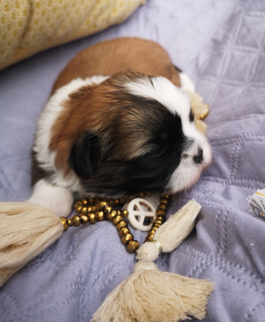 Teddy Bear 