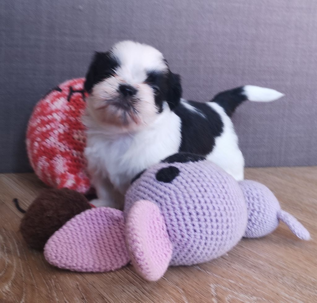 of ai huong lan's Dreams - Shih Tzu - Portée née le 24/09/2020