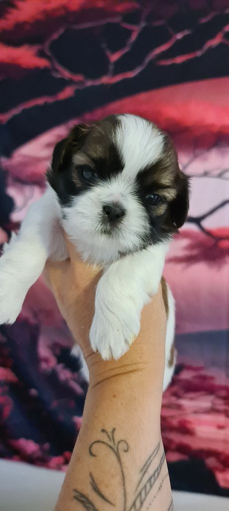 of ai huong lan's Dreams - Chiots disponibles - Shih Tzu