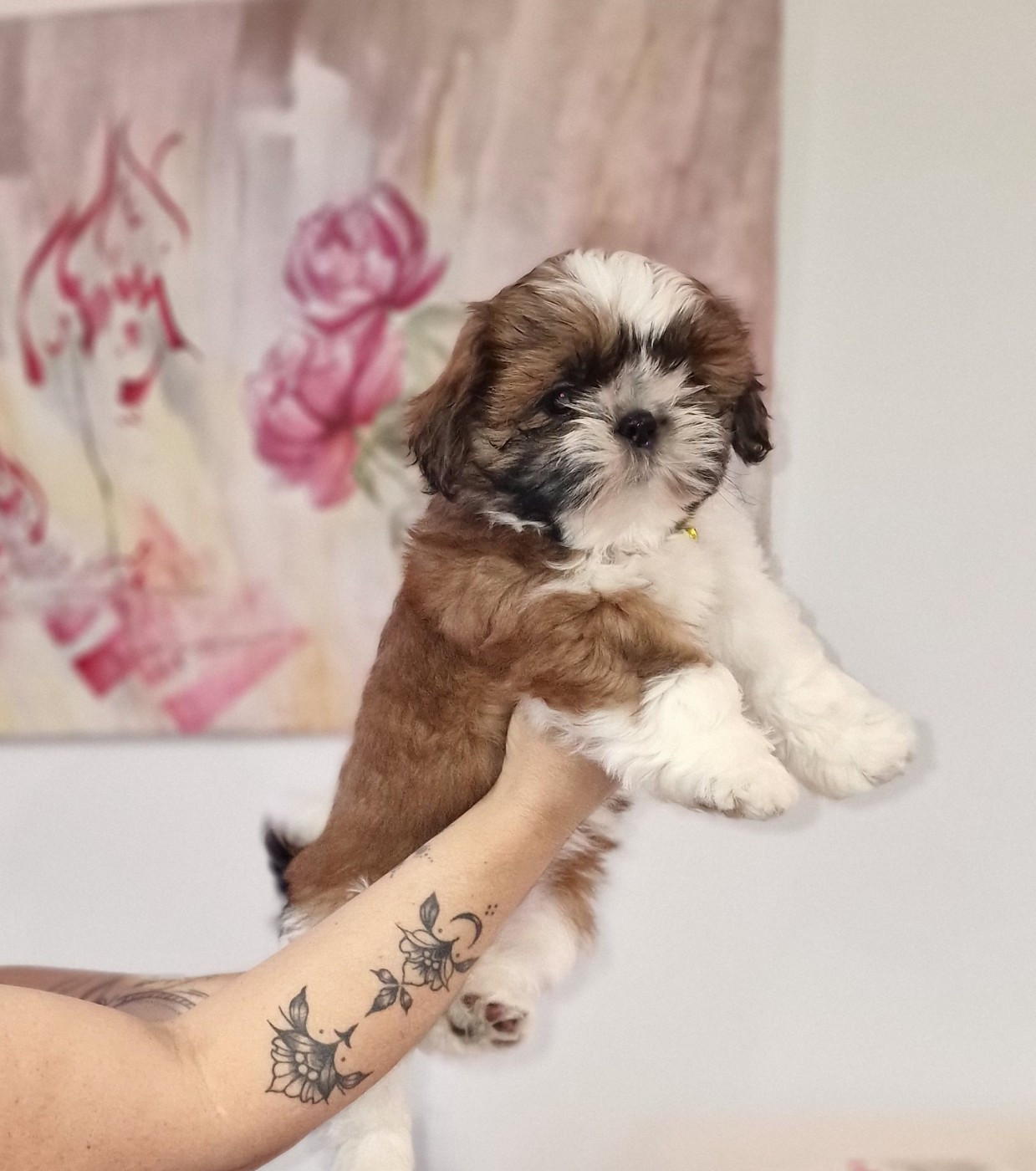 of ai huong lan's Dreams - Chiots disponibles - Shih Tzu