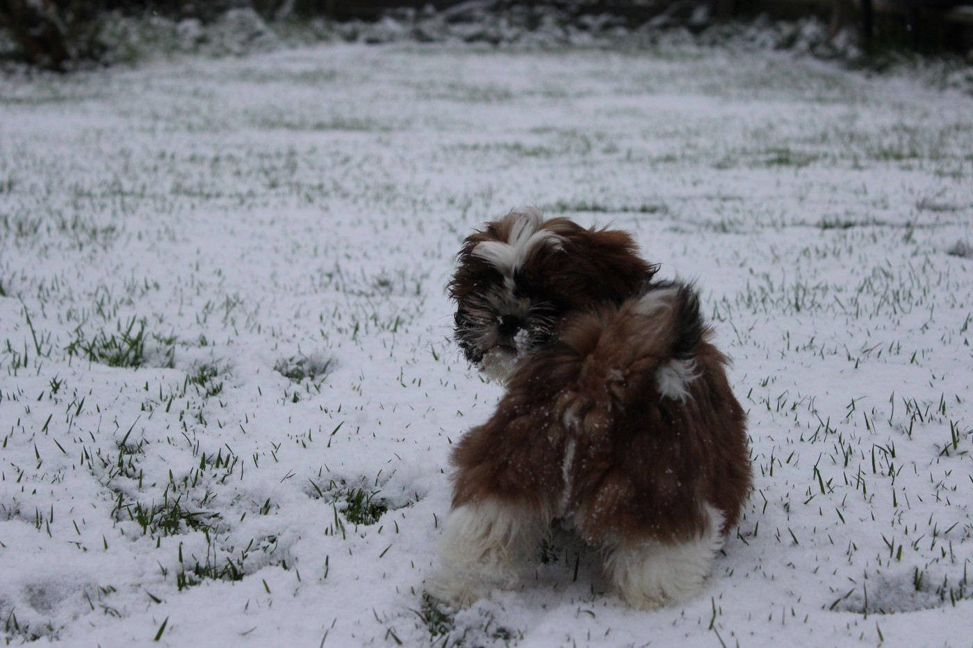 of ai huong lan's Dreams - Shih Tzu - Portée née le 05/10/2025