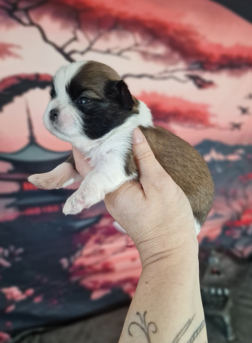 of ai huong lan's Dreams - Chiots disponibles - Shih Tzu