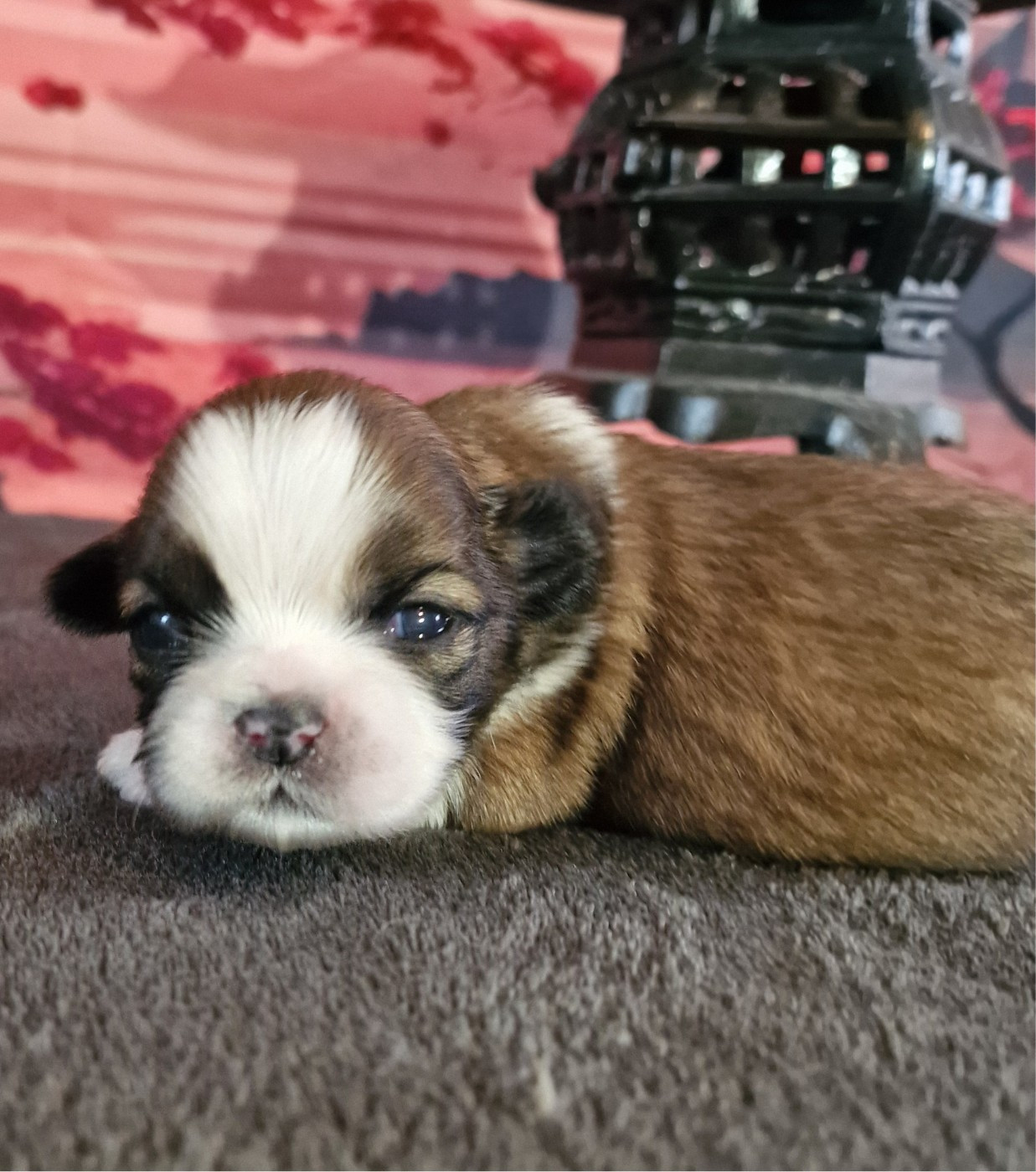 Chiot Shih Tzu of ai huong lan's Dreams