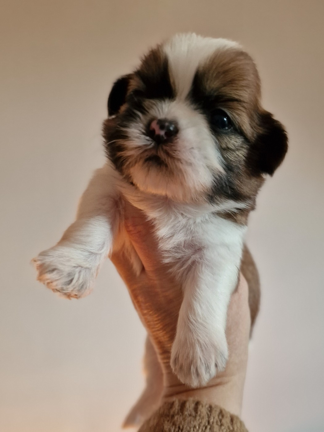 of ai huong lan's Dreams - Chiots disponibles - Shih Tzu