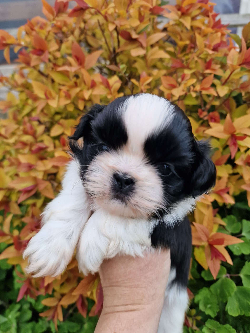 of ai huong lan's Dreams - Chiots disponibles - Shih Tzu