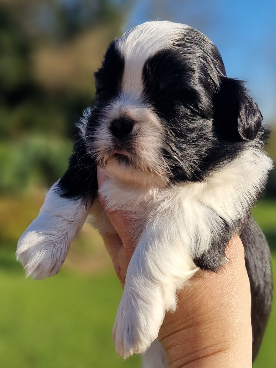 of ai huong lan's Dreams - Chiots disponibles - Shih Tzu