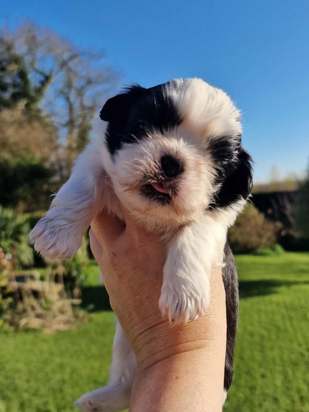 of ai huong lan's Dreams - Chiots disponibles - Shih Tzu
