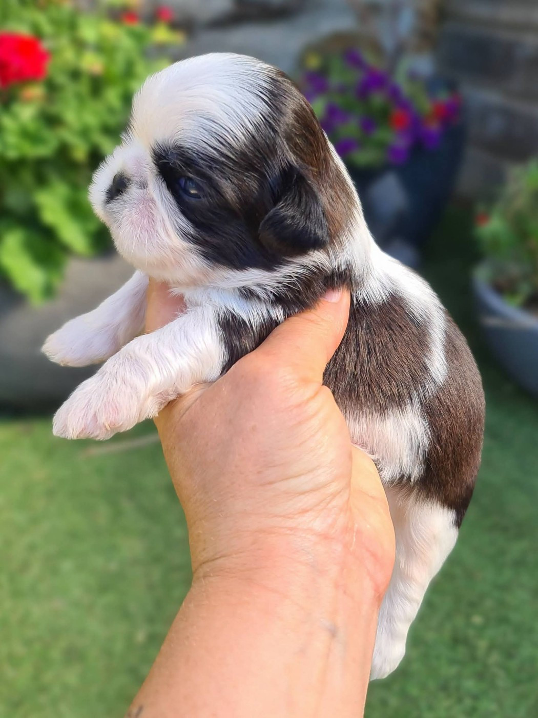 of ai huong lan's Dreams - Chiots disponibles - Shih Tzu