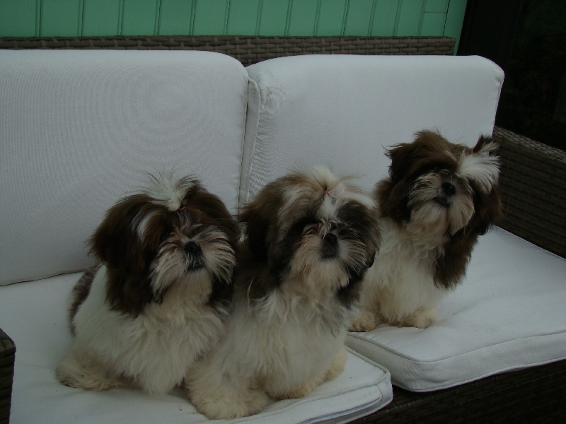 of ai huong lan's Dreams - Shih Tzu - Portée née le 01/12/2012