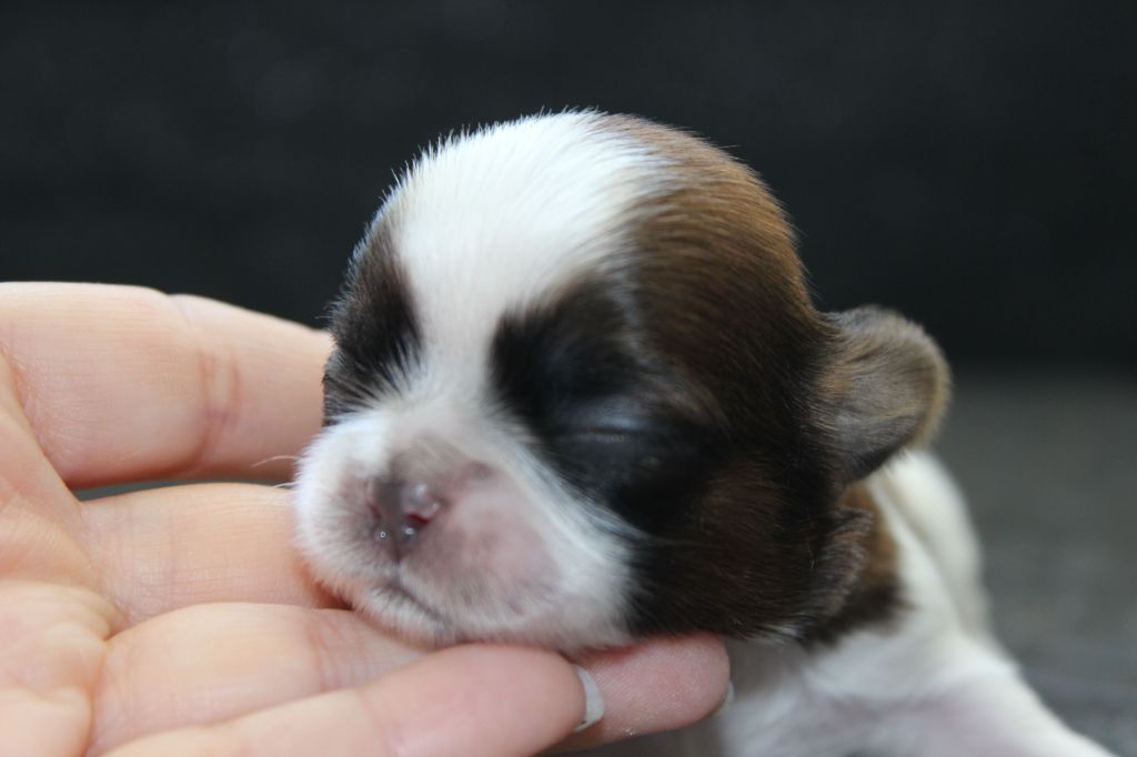 of ai huong lan's Dreams - Shih Tzu - Portée née le 15/08/2025