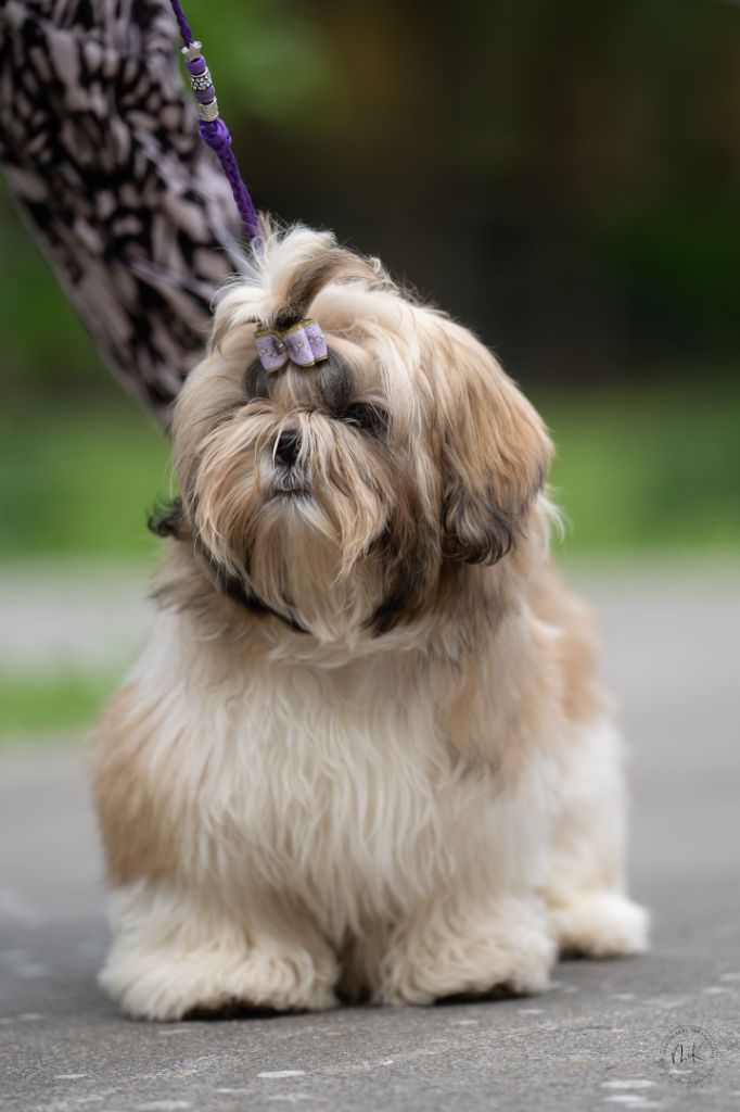 of ai huong lan's Dreams - Shih Tzu - Portée née le 29/11/2024