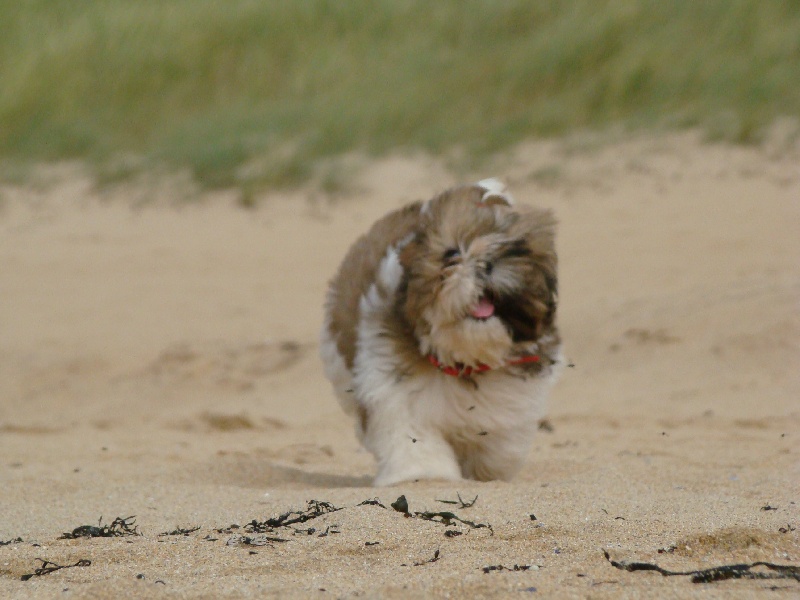 of ai huong lan's Dreams - Shih Tzu - Portée née le 24/06/2012
