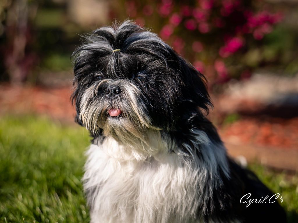 of ai huong lan's Dreams - Chiots disponibles - Shih Tzu