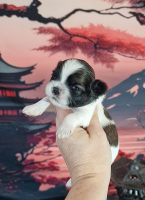 BellFlower Blue Bell