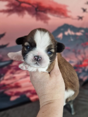 Blissing Beautiful Bubbling