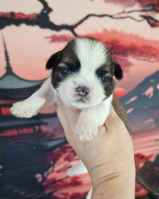 Butterfly Brook Berry