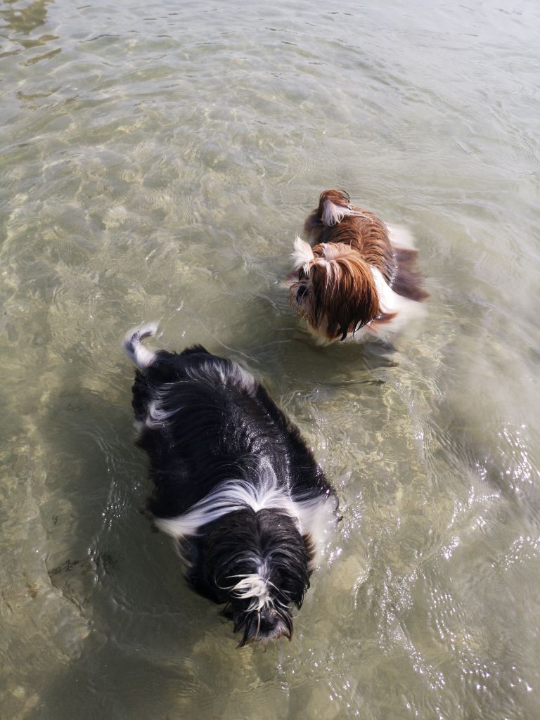 of ai huong lan's Dreams - Shih Tzu - Portée née le 10/02/2019