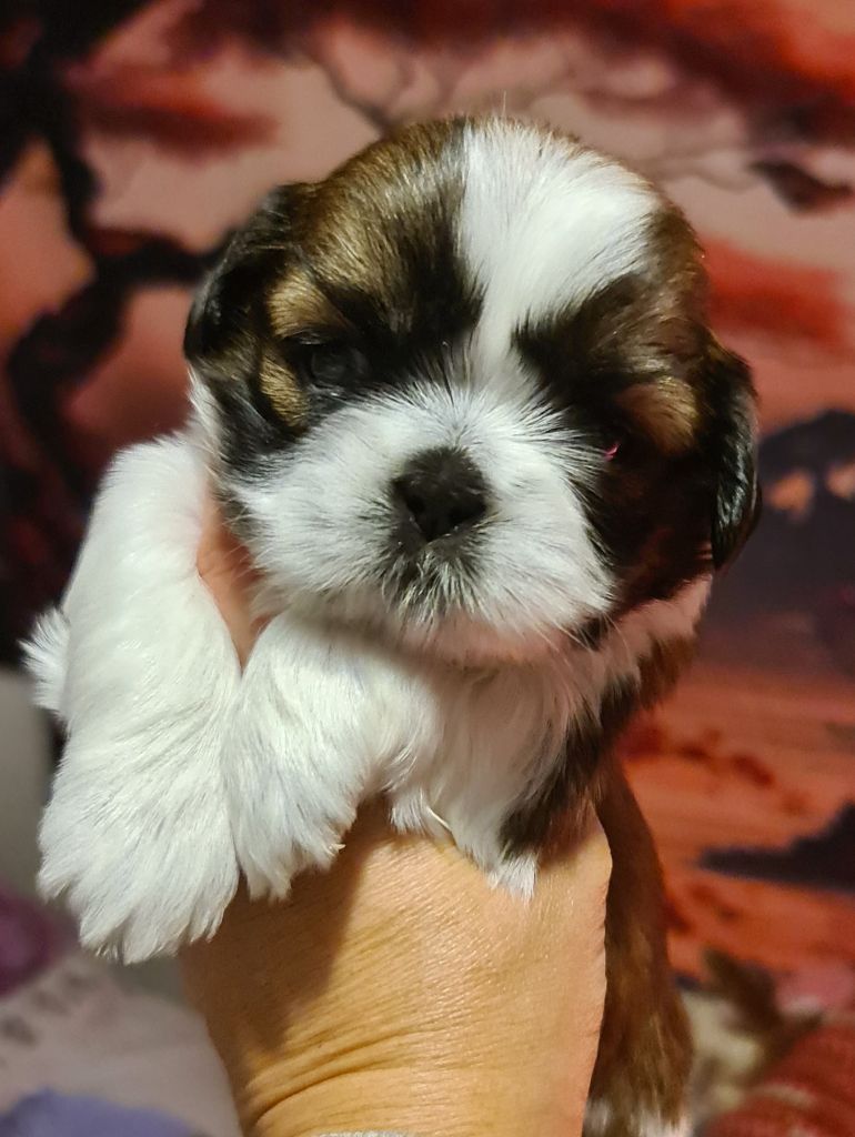 of ai huong lan's Dreams - Chiots disponibles - Shih Tzu