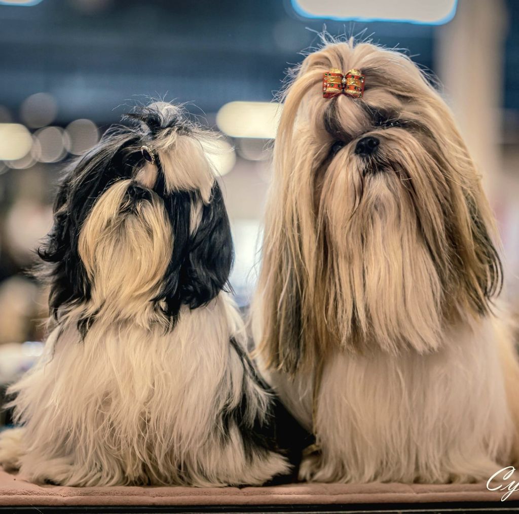 of ai huong lan's Dreams - Shih Tzu - Portée née le 28/05/2025