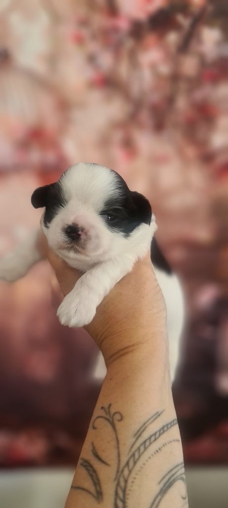 of ai huong lan's Dreams - Chiots disponibles - Shih Tzu