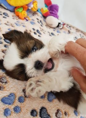 Chiot Shih Tzu of ai huong lan's Dreams