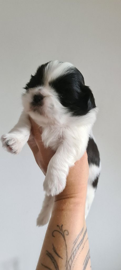 of ai huong lan's Dreams - Chiots disponibles - Shih Tzu