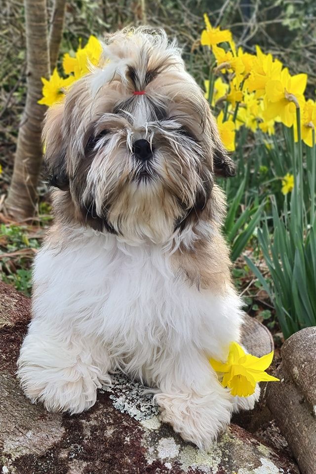 of ai huong lan's Dreams - Shih Tzu - Portée née le 29/11/2024